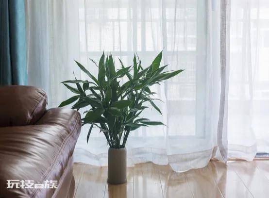 哪些绿植适合在室内养(净化空气还好看的10大室内植物)-图片8
